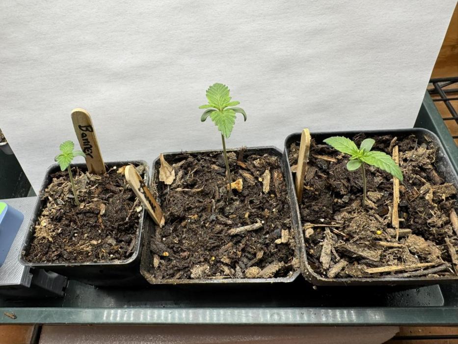 Bruce Banner 4yr old seeds. Week 0 - reduced light to 10% for photo.