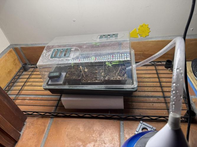 Bruce Banner 4yr old seeds. Week 1 - Maxsisun dimmed to 10% for photo.