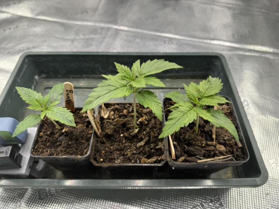 Bruce Banner 4yr old seeds. Week 2