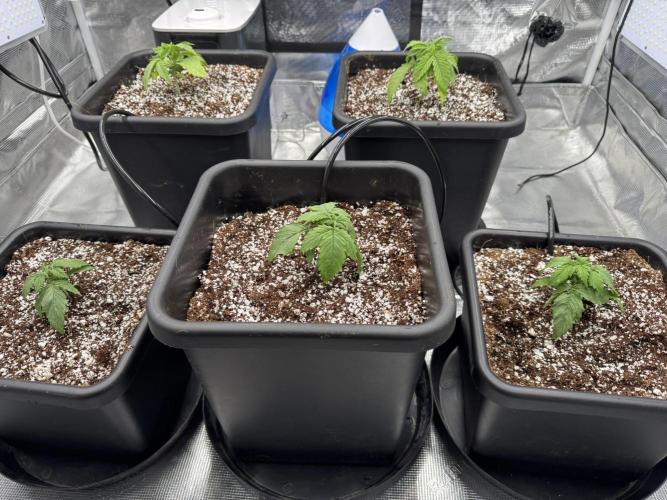 Bruce Banner 4yr old seeds. Week 3