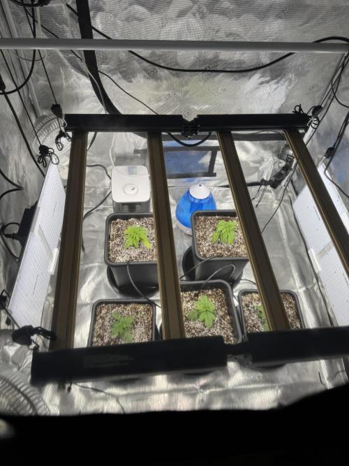 Bruce Banner 4yr old seeds. Week 3