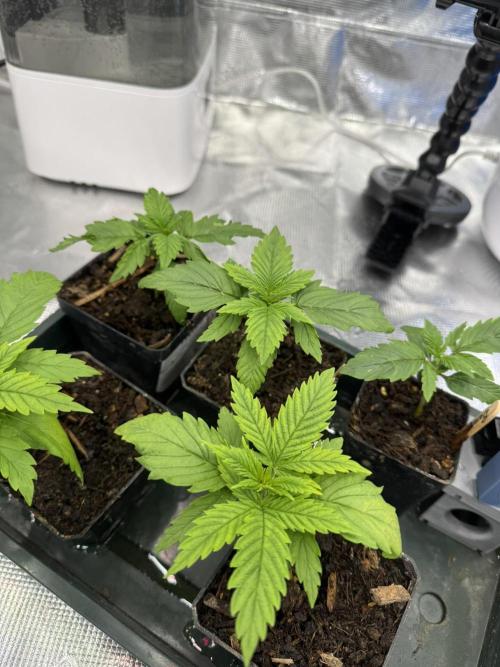 Bruce Banner 4yr old seeds. Week 3