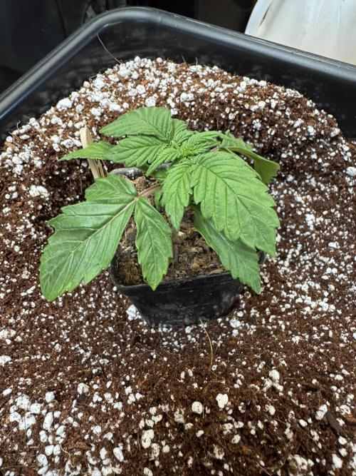 Bruce Banner 4yr old seeds. Week 3