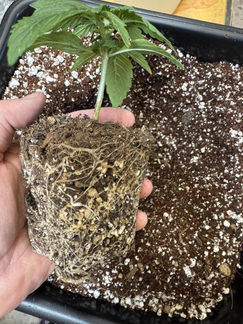 Bruce Banner 4yr old seeds. Week 3