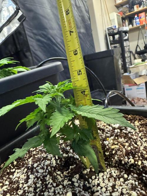 Bruce Banner 4yr old seeds. Week 3