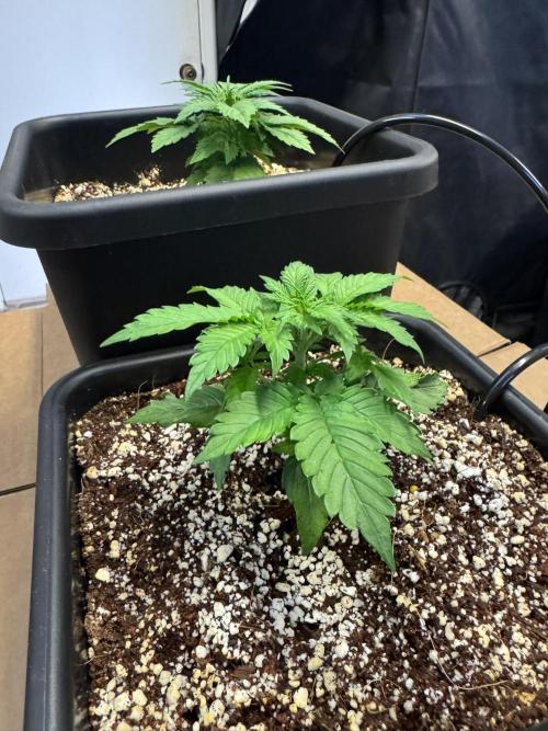 Bruce Banner 4yr old seeds. Week 3