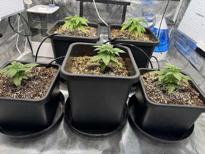 Bruce Banner 4yr old seeds. Week 3