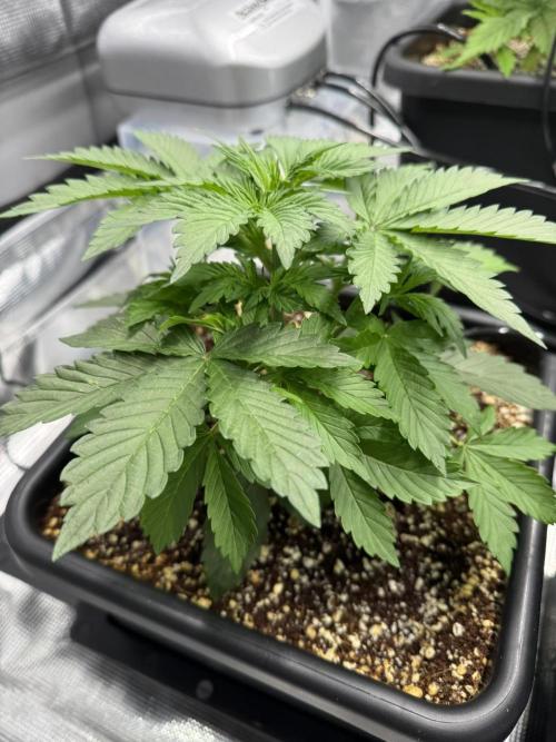 Bruce Banner 4yr old seeds. Week 4