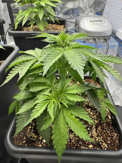 Bruce Banner 4yr old seeds. Week 4