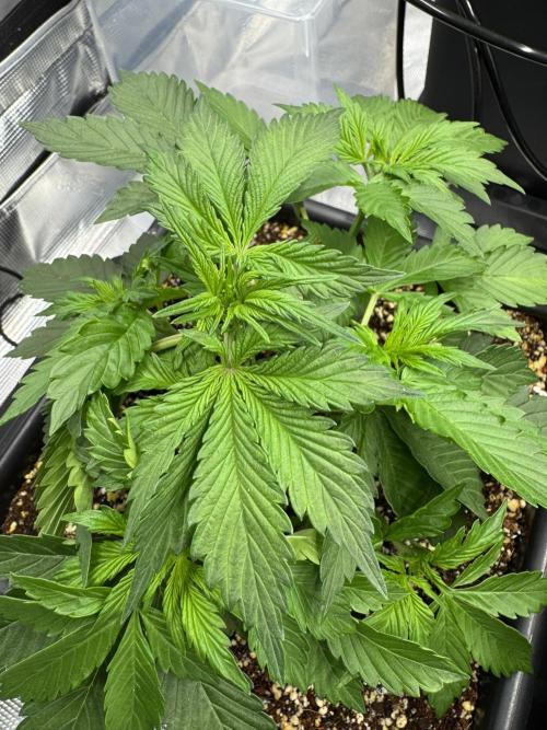 Bruce Banner 4yr old seeds. Week 4