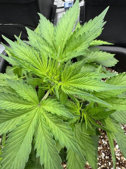 Bruce Banner 4yr old seeds. Week 4