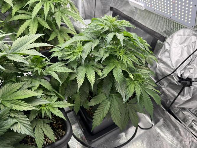 Bruce Banner 4yr old seeds. Week 5