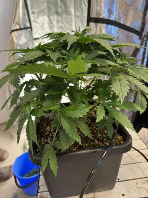 Bruce Banner 4yr old seeds. Week 5