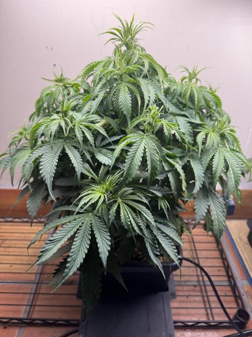 Bruce Banner 4yr old seeds. Week 6