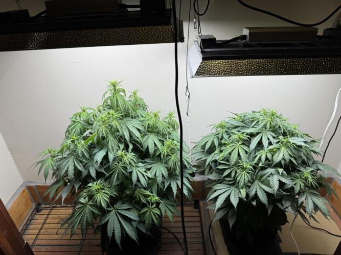 Bruce Banner 4yr old seeds. Week 7