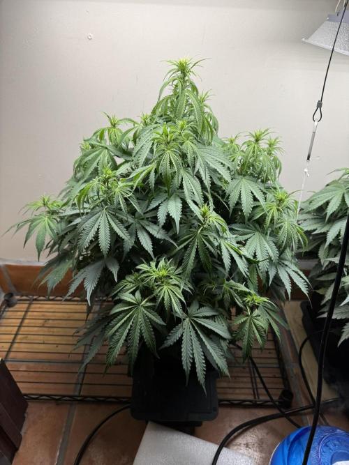 Bruce Banner 4yr old seeds. Week 7