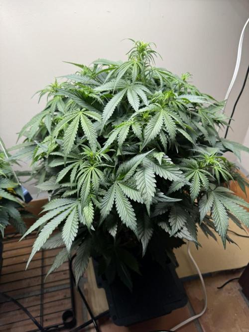 Bruce Banner 4yr old seeds. Week 7