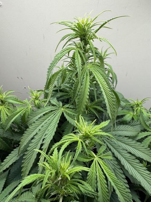 Bruce Banner 4yr old seeds. Week 7