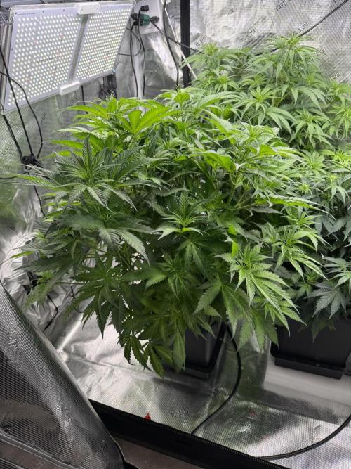 Maui Wowie. Week 7