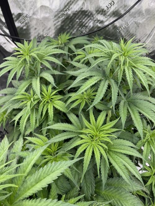 Maui Wowie. Week 7