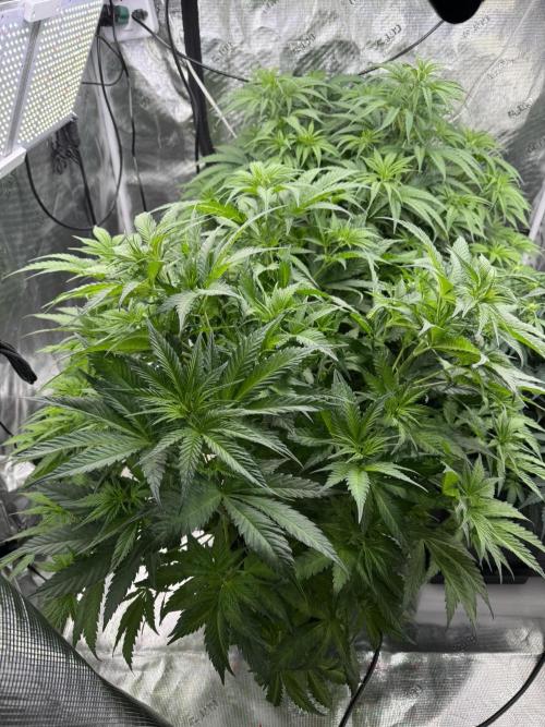 Maui Wowie. Week 7