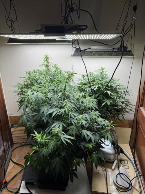 Bruce Banner 4yr old seeds. Week 8