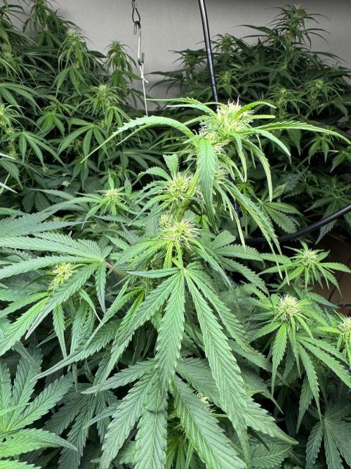 Bruce Banner 4yr old seeds. Week 8