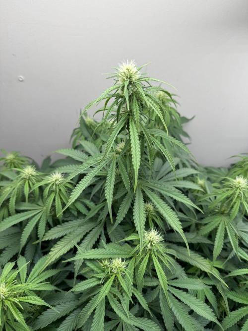 Bruce Banner 4yr old seeds. Week 8