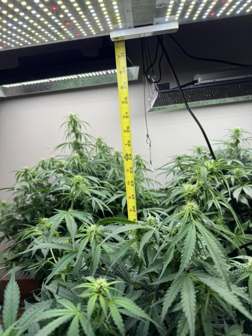 Bruce Banner Autoflower. Week 8