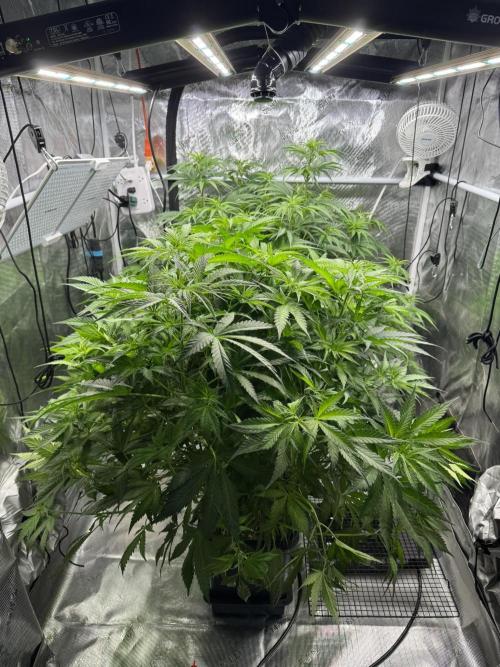 Maui Wowie. Week 8