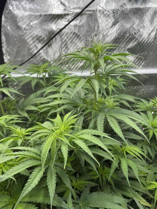 Maui Wowie. Week 8