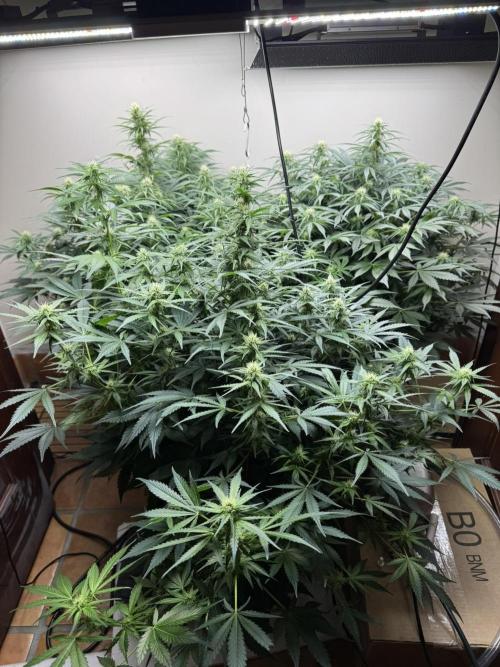 Bruce Banner 4yr old seeds. Week 9