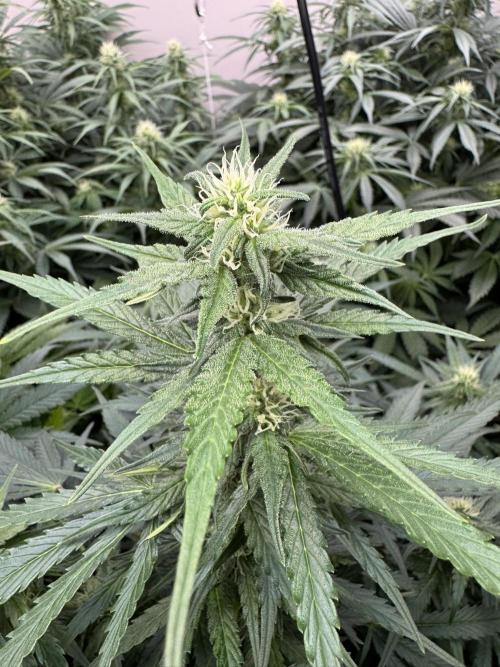 Bruce Banner 4yr old seeds. Week 9