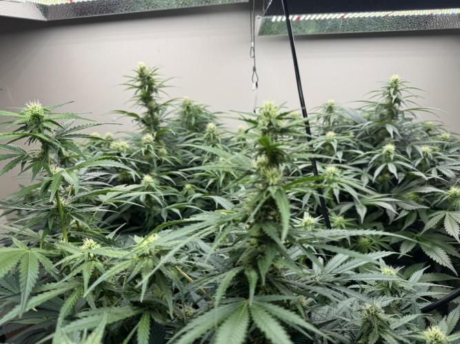 Bruce Banner Autoflower. Week 9