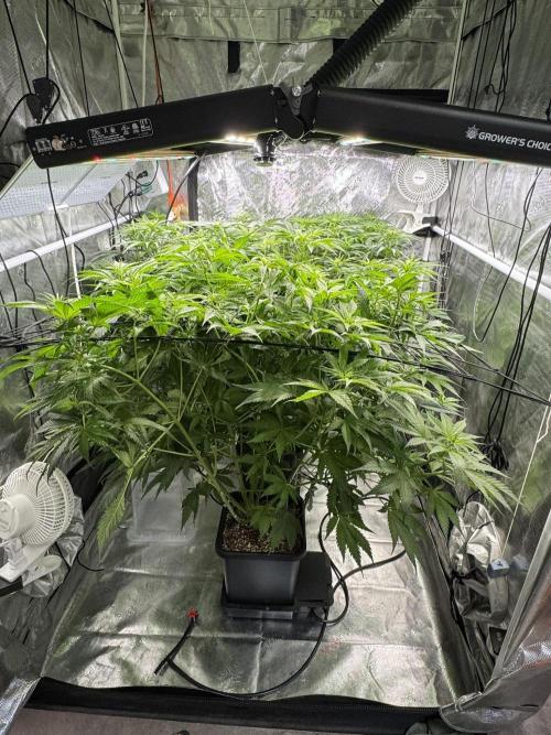 Maui Wowie. Week 9