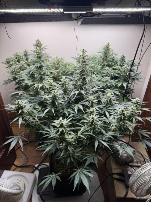 Bruce Banner 4yr old seeds. Week 10