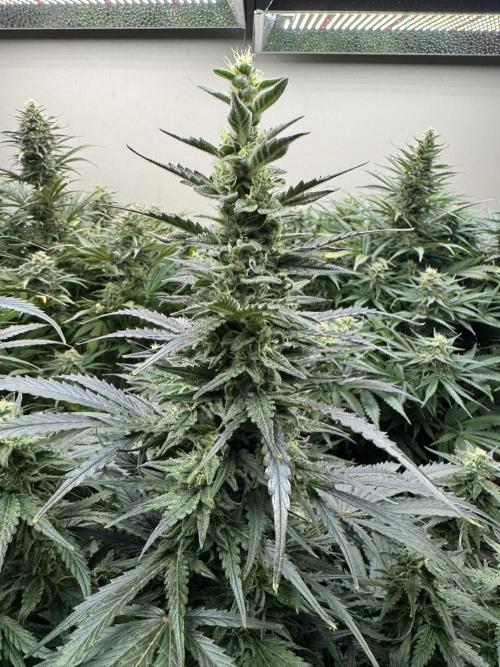 Bruce Banner 4yr old seeds. Week 10