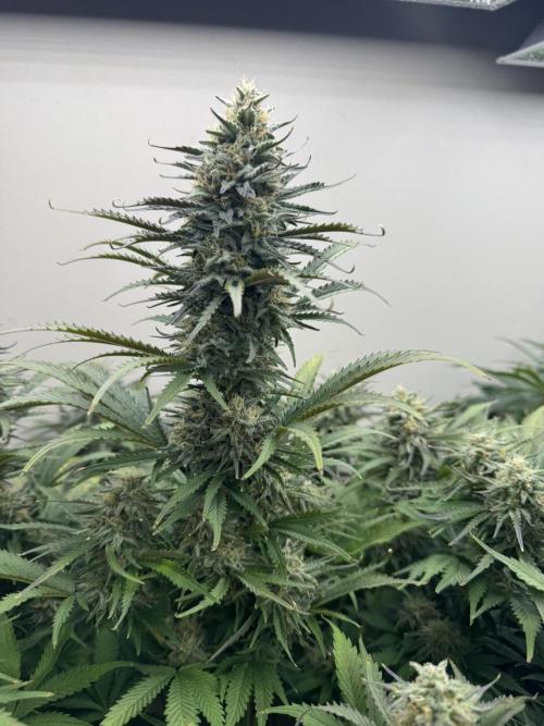 Bruce Banner 4yr old seeds. Week 10
