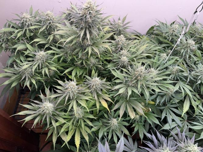 Bruce Banner 4yr old seeds. Week 10