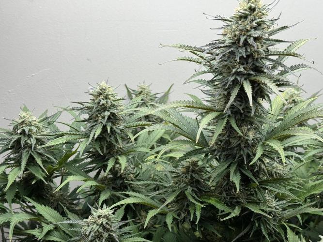 Bruce Banner Autoflower. Week 10
