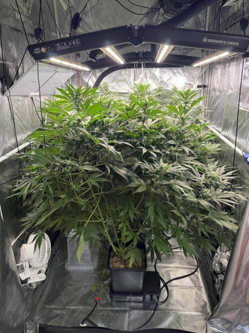 Maui Wowie. Week 10