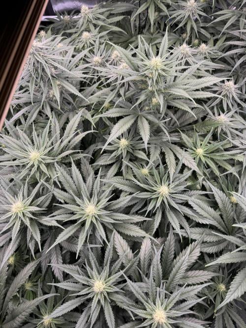 Maui Wowie. Week 10