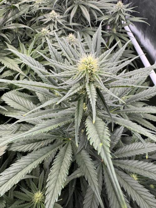 Maui Wowie. Week 10