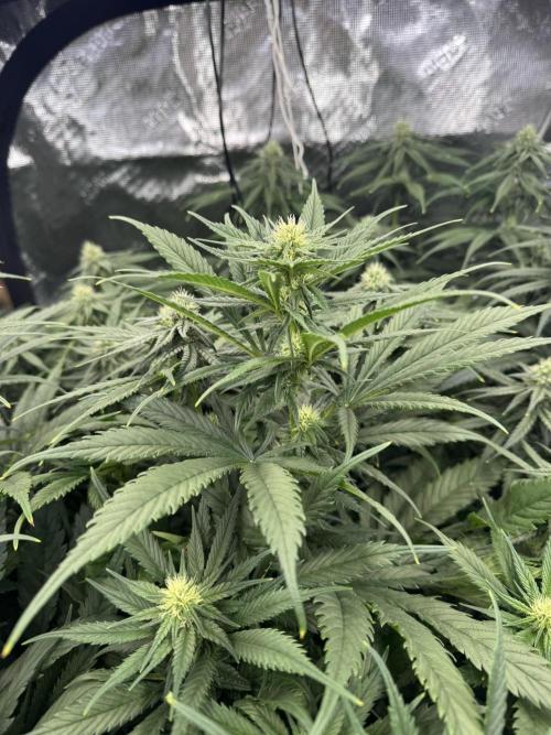 Maui Wowie. Week 10