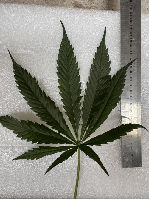 Maui Wowie. Week 10