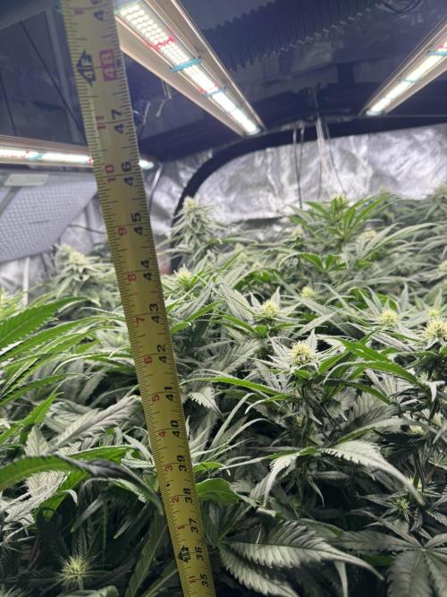 Maui Wowie. Week 10