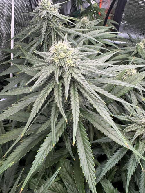 Maui Wowie. Week 10