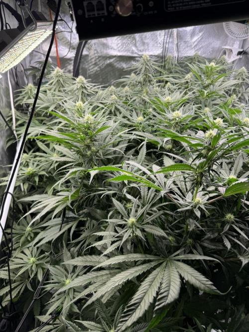 Maui Wowie. Week 10