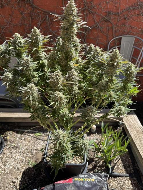 Bruce Banner 4yr old seeds. Week 11