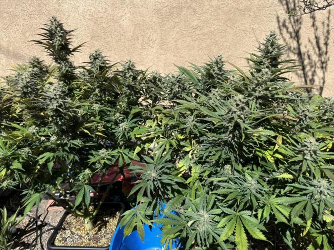 Bruce Banner 4yr old seeds. Week 11